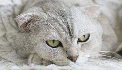 开云下载-上港战胜泰达，恒大遭遇劲敌逼近积分榜，上港与恒大