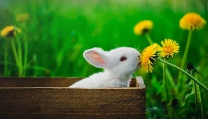 Kaiyun(中国)开云-Chinese Taipei出色表现，2024年世界杯赛场表现分析，2024年足球世界杯